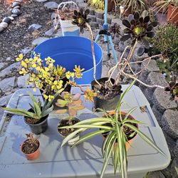 Assorted plants