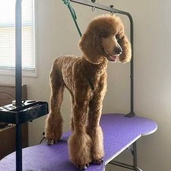 Dog Grooming Table