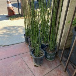 Horse Tail Plant $12 each 