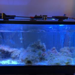 Saltwater Fish Tank