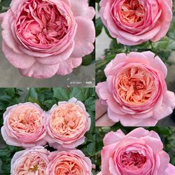 French rose “Martha Stewart” 2 gallons live plants