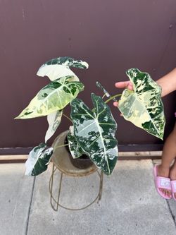 6” Variegated Alocasia Frydek