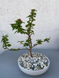 Pink bougainvillea bonsai