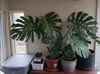 Variegated monstera deliciosa, SEE OTHER OFFERS