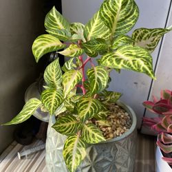 Vendo 3 Plantas $35 Cada Una En Su Maceta 