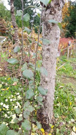 Italian prunes tree 5 feet