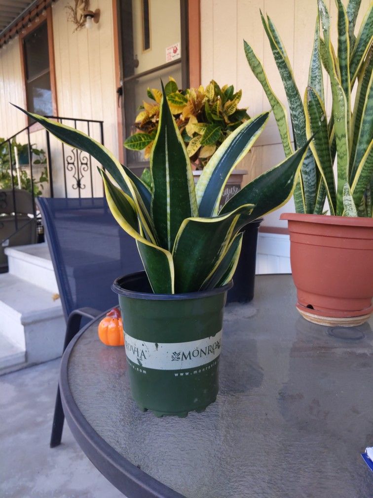 Sansevieria Enana 8 Dólares