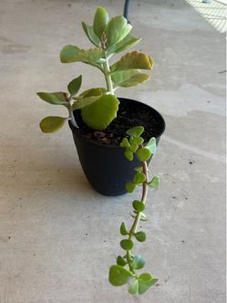 Outdoor or Indoor Succulent Plants Bundle