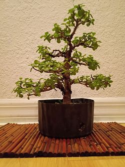 Specimen bonsai jade tree live real Asian