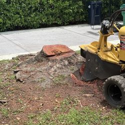 Stumps Grinding Palms And Trees 