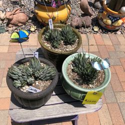Haworthia Coarctata Succulent Plants In Ceramic Glazed Pots 