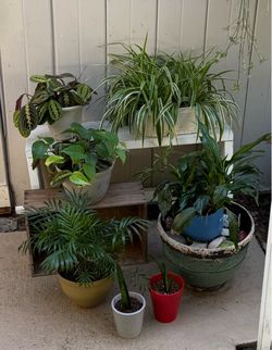 Assorted large houseplants