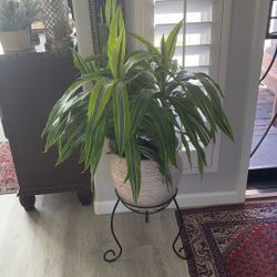 Dracaena Plant 