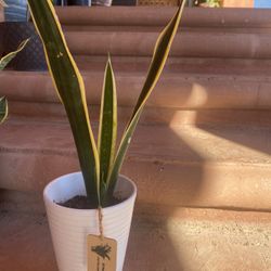 Snake Plant