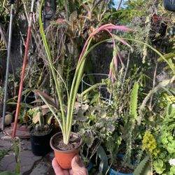 Queen's-Tears (Billbergia nutans), also known as the friendship plant. 
