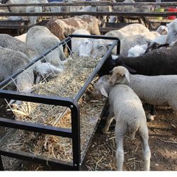 Goat Hay Feeder, Pasture Hay Grain Feeder for Goats, Outdoor Hay Feeder 2 in 1 with All Steel Frame for Goat,Sheep, Miniature Horses and Small Livesto