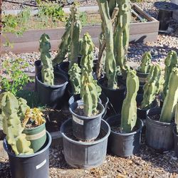 Provian apple cactus, well rooted
