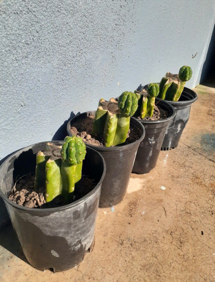 San Pedro Cactus Pachanoi