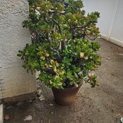Jade Plant 