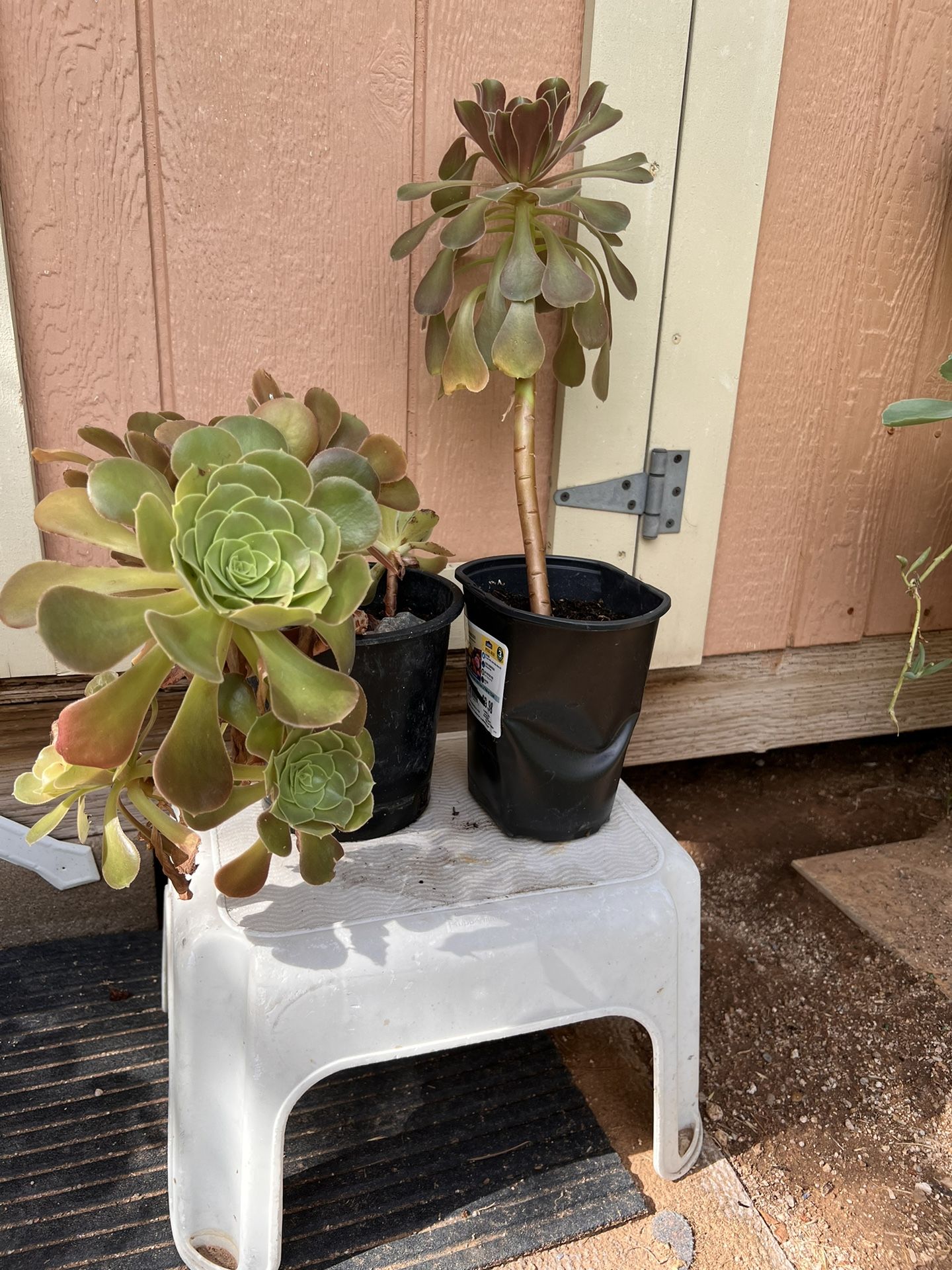 Aeonium Succulent $3-$17.50