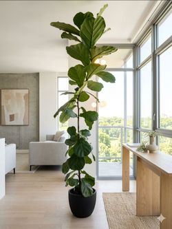 Fiddle Leaf Fig