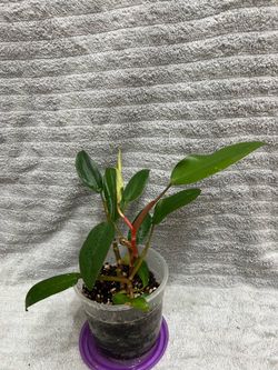 Philodendron Red Emerald Plant