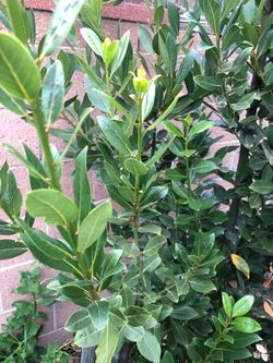 Fresh bay leaf cuttings ORGANIC