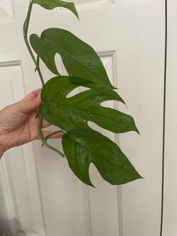 Baltic blue Pothos plant CUTTING