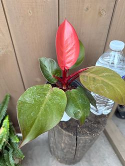 Beautiful plant