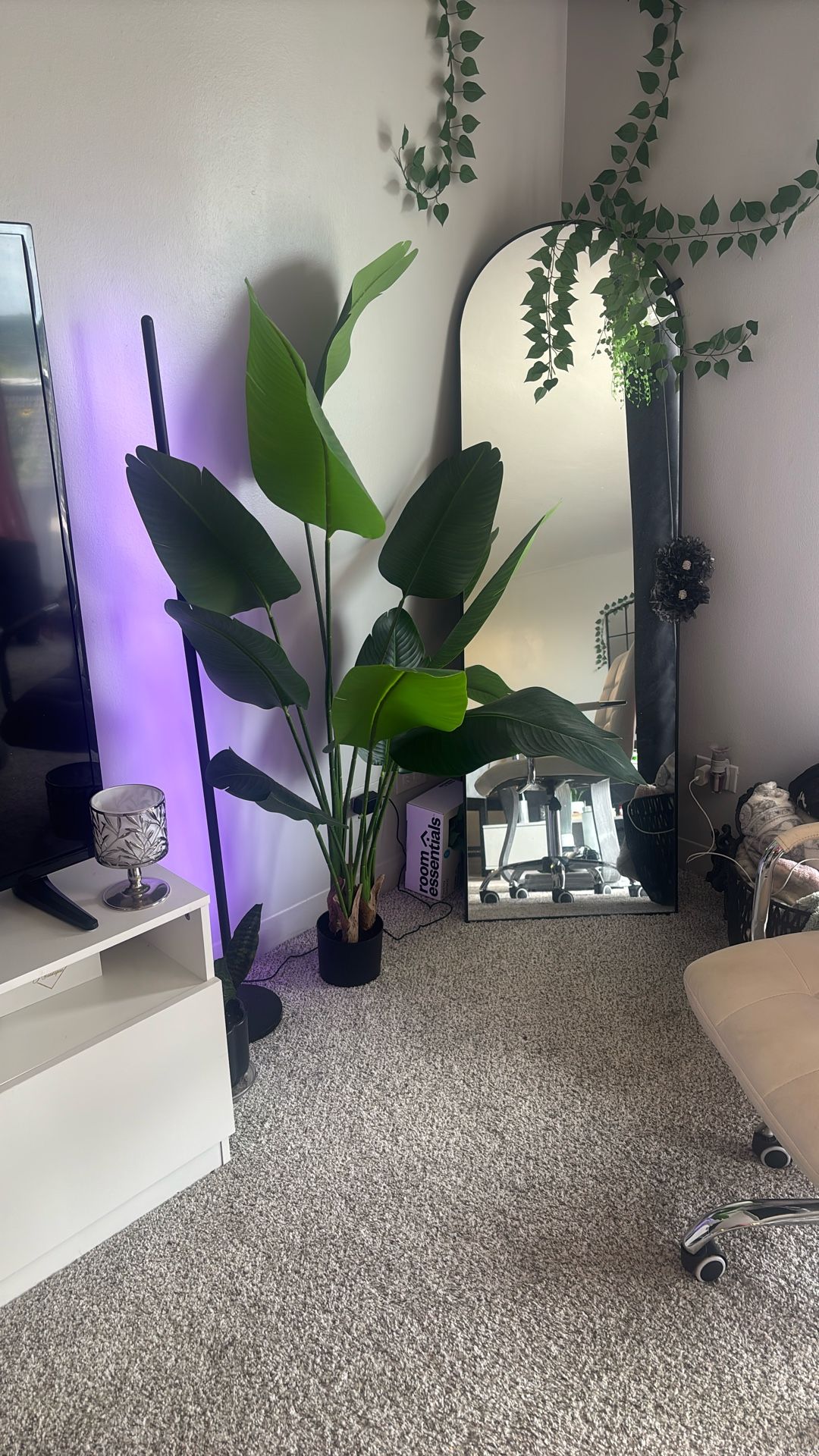 5 Ft Bird Of Paradise