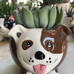 Bulldog Succulent Plant 