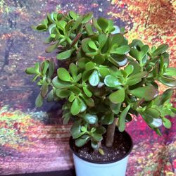 🌿—a symbol of prosperity ❤️LUCKY Jade/GUD LUCK Plant👉PLS READ DESCRIPTION❤️18”H