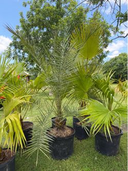 Palm trees for sale