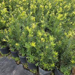 podocarpus Only $9 Instant Privacy Hedge For Fence Green Full best quality 