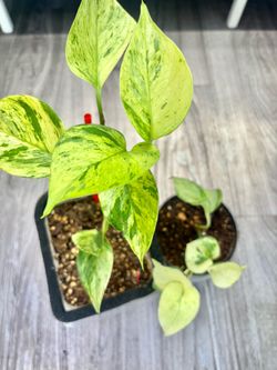 Two Scindapsuses