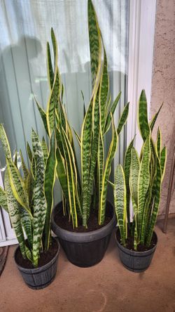 Plantas Lengua De Suegra