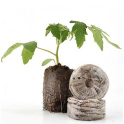 Jiffy Super Pellets (50mm)/Plant Starts