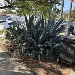 Huge Agave Plant