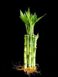 Lucky Bamboo 4" Straight Stalk