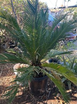 Sago palm