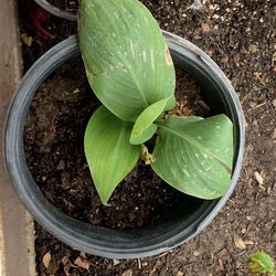 Small Home Depot Plant