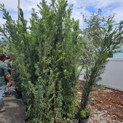 huge  Podocarpus About  7 feet tall Instant  Privacy Hedge For Fence Green Full 