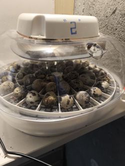 Quail egg sale