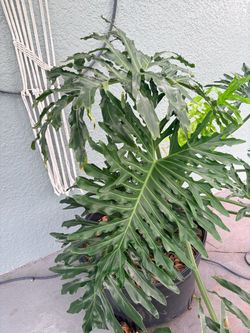Large Tree Philodendron