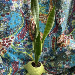 Snake Plant In Hedgehog Planter