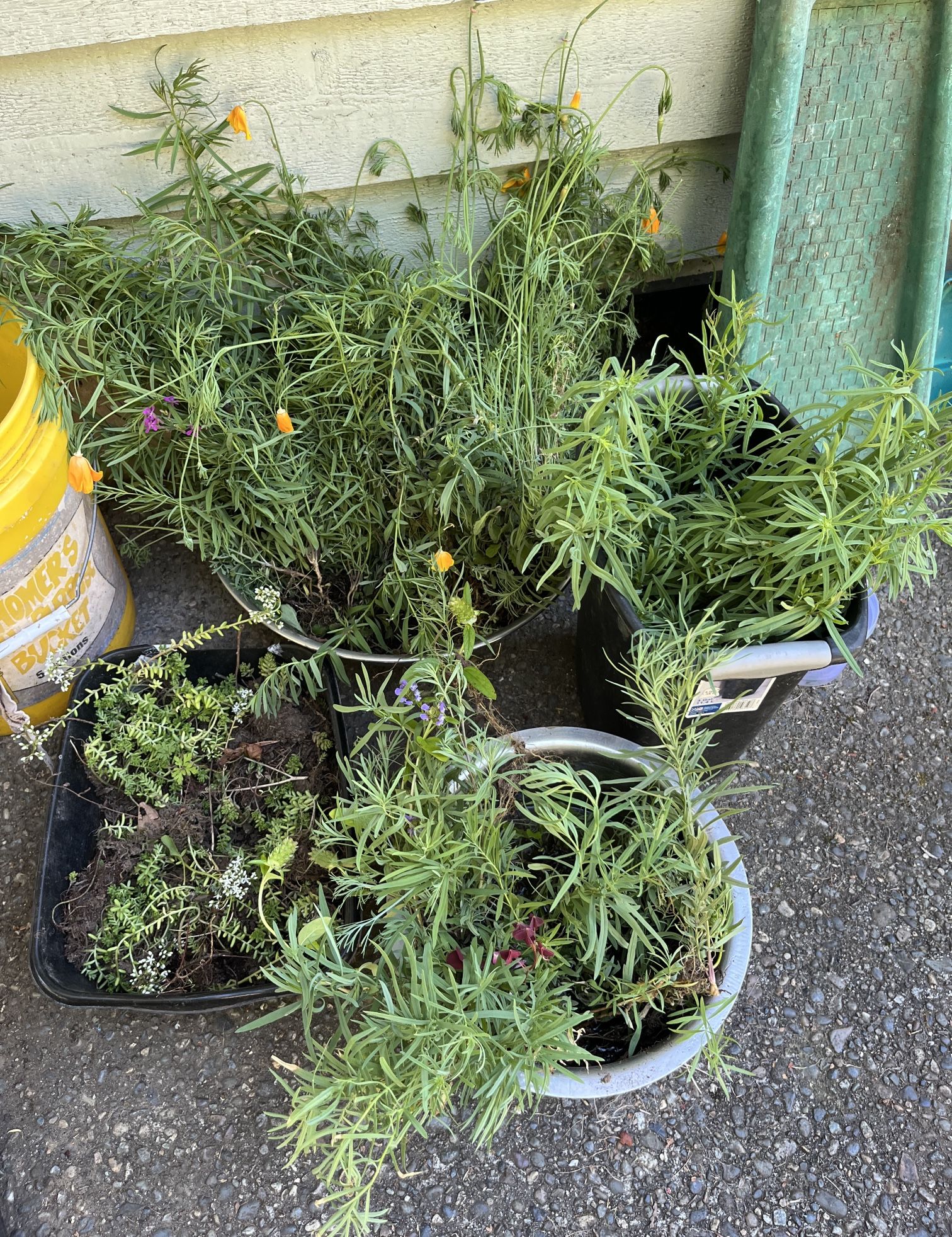 Sedum, Toadflax Plants