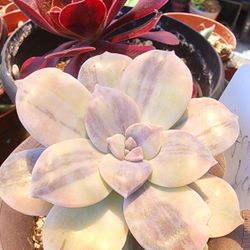 Succulents Plants Variegated Superbum Pick Up In Upland 