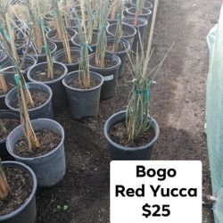 BOGO Red Yucca 