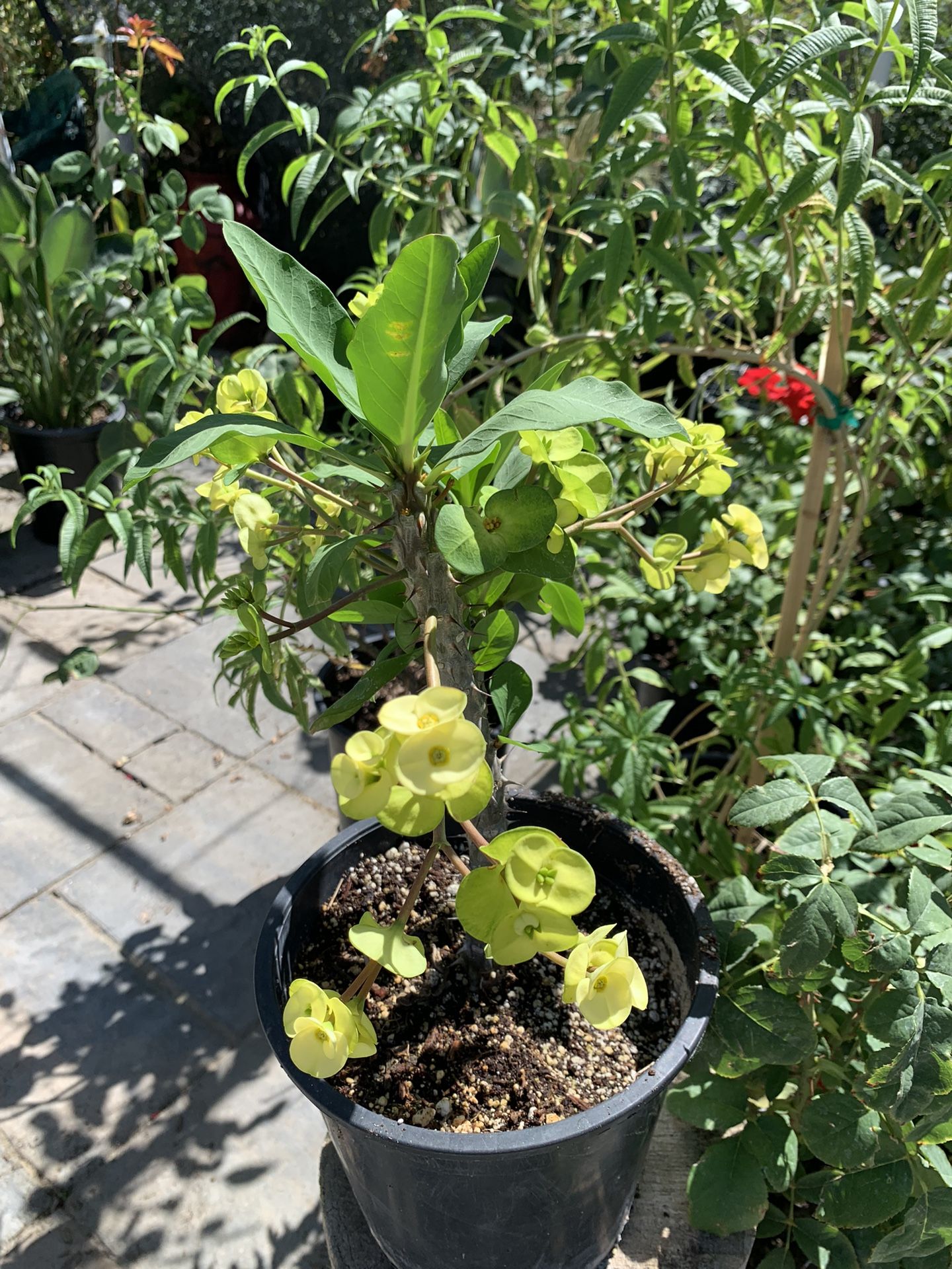 CROWN OF THORNS for Sale in Pumpkin Center, CA OfferUp