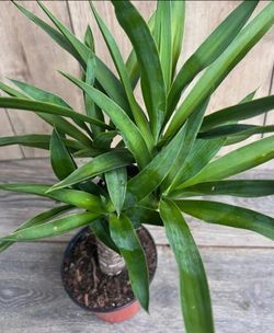 Yucca Plants